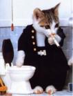 chat